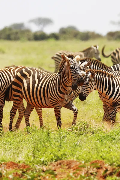 Holidays in Africa