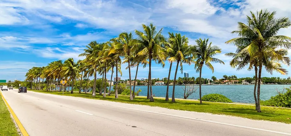 Palm-lined road by the waterfront under sunny December skies in Miami.