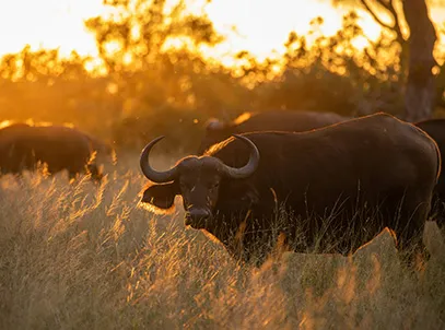 Exclusive Deal- Lukimbi Safari Lodge 5 Star