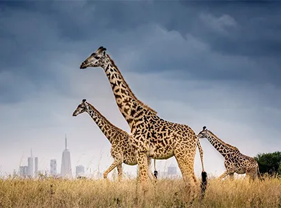 Best Deals- Nairobi Serena with Breakfast — 5 star