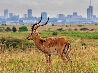 Exclusive Deals with Special Discount- Mövenpick Hotel & Residences, Nairobi- Breakfast - 5 Star