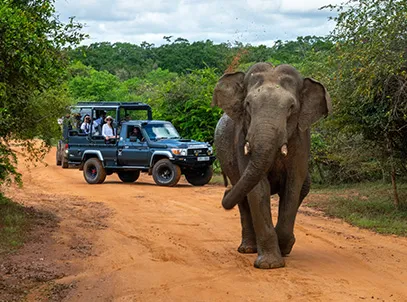 Exclusive Deal- Jetwing Yala Hotel 5 Star