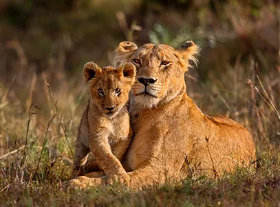 Best Deal- Nkambeni Safari Camp with Breakfast — 3 star